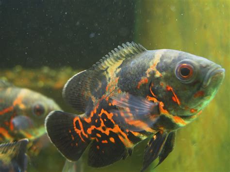 血紅豬魚|花豬 (地圖魚、星麗魚)